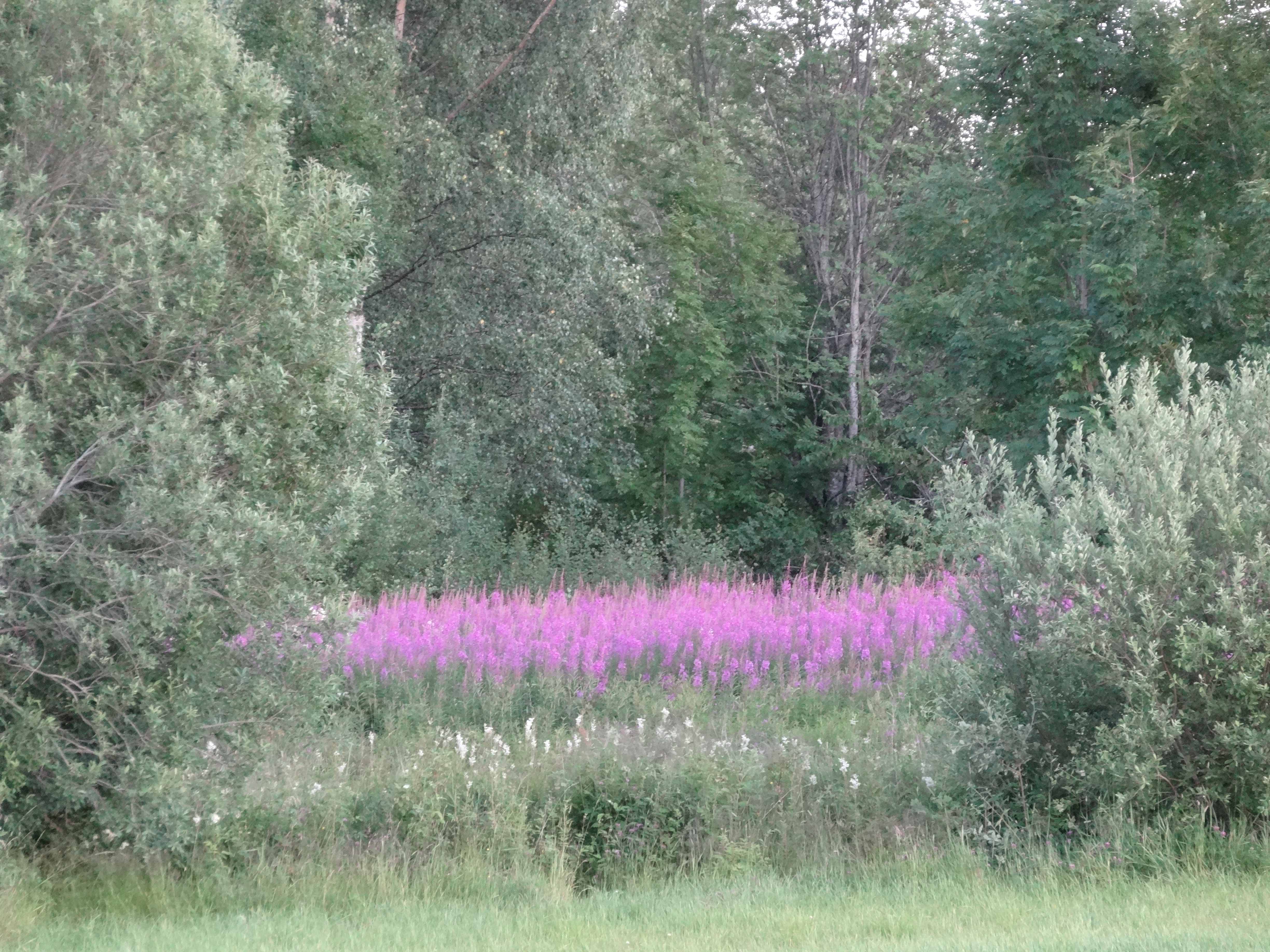 Bloemenzee (Zweden) Bloemenzee (Zweden)