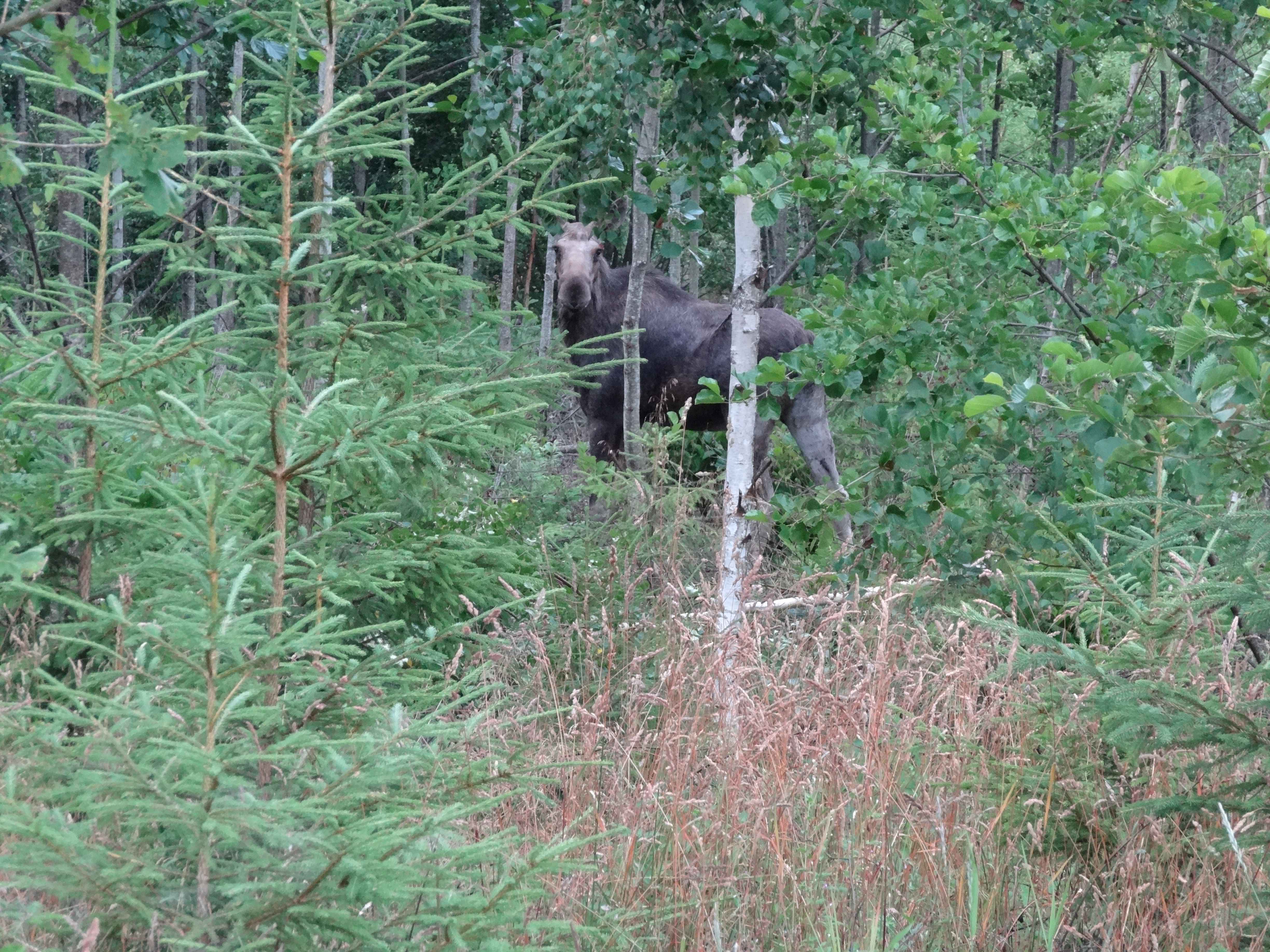 Eland (Zweden) Eland (Zweden)