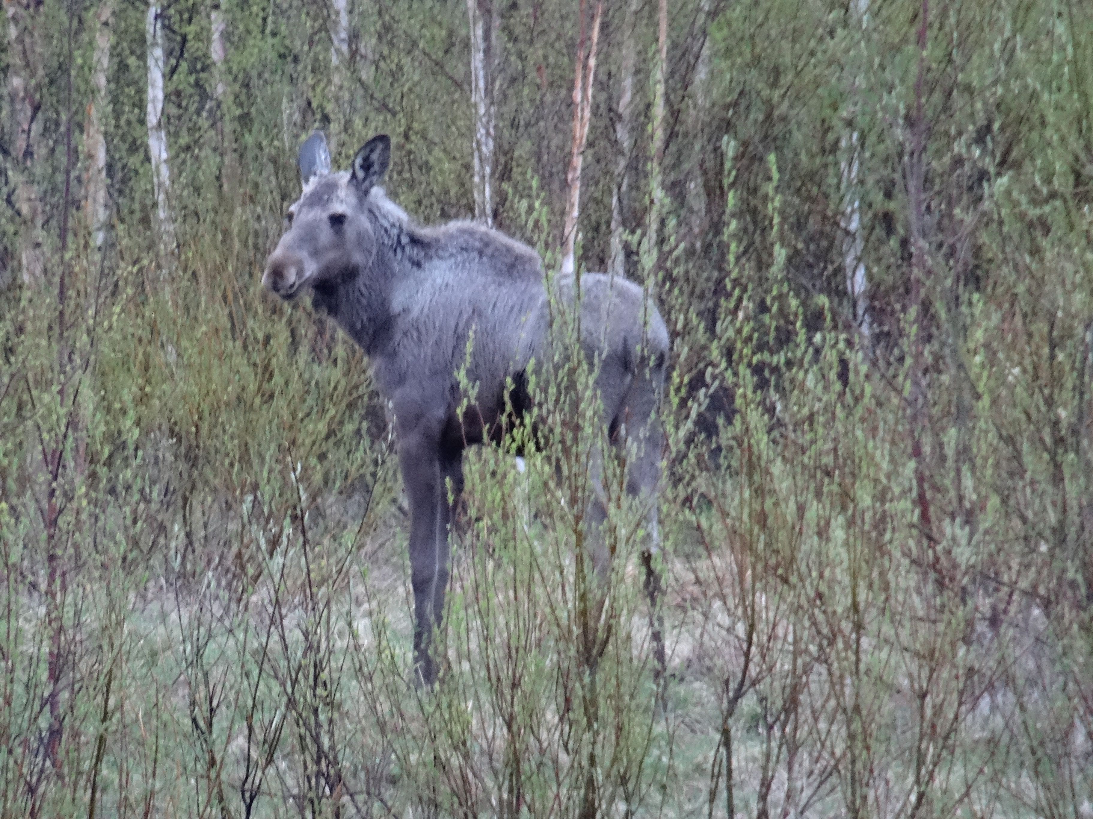 Eland (Zweden) Eland (Zweden)