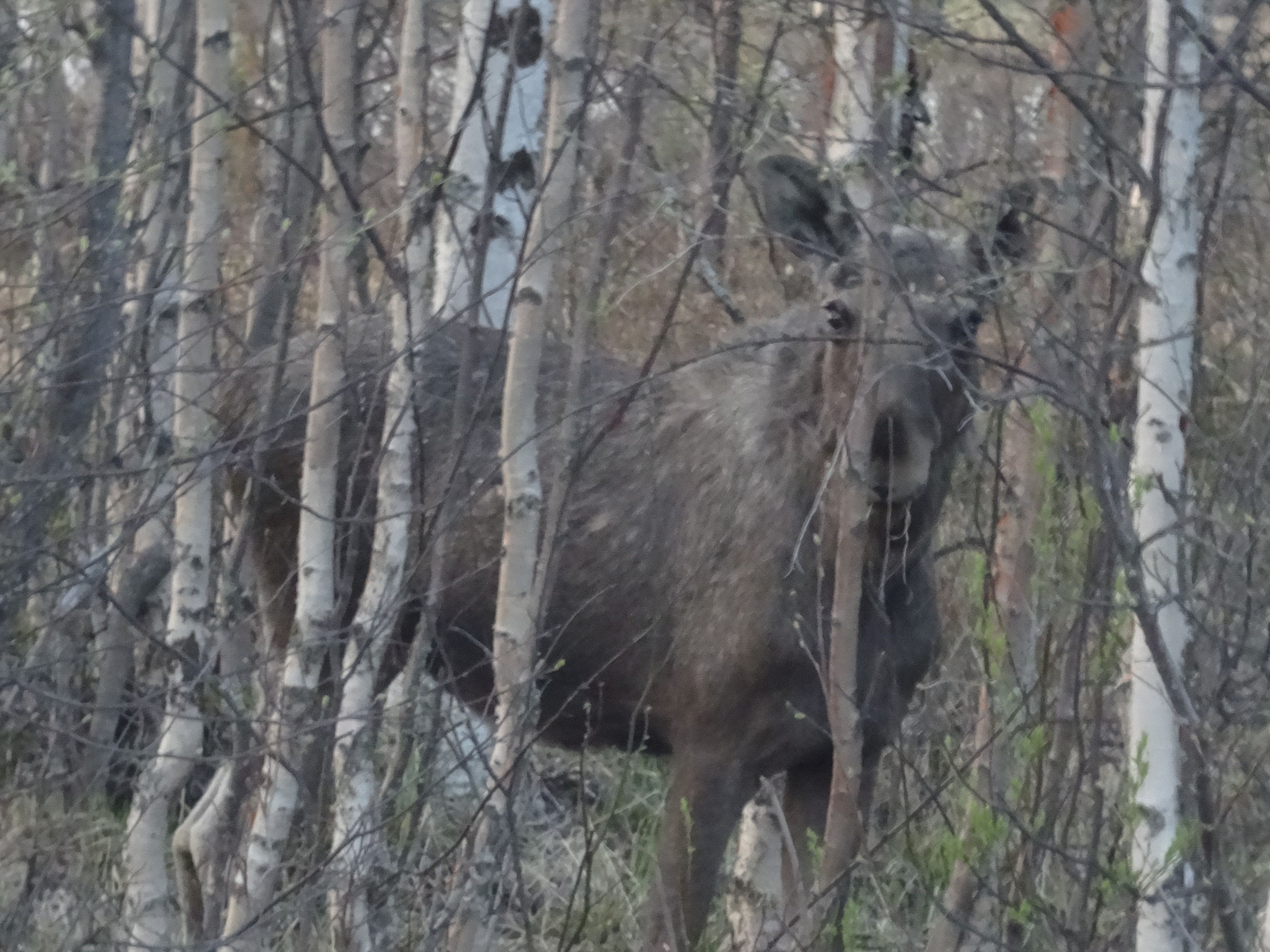 Eland (Zweden) Eland (Zweden)