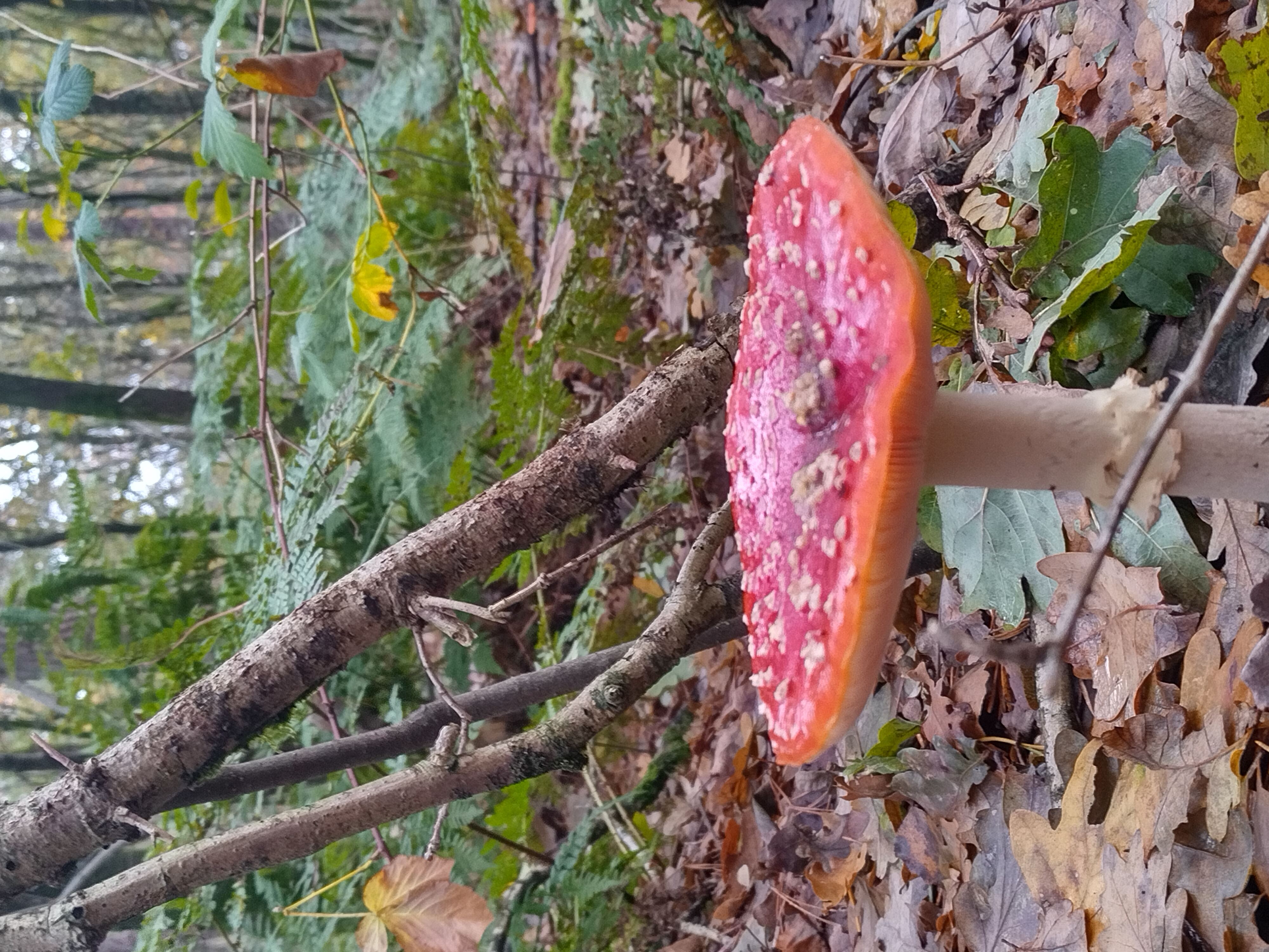 Vliegenzwam (Nederland) Vliegenzwam (Nederland)