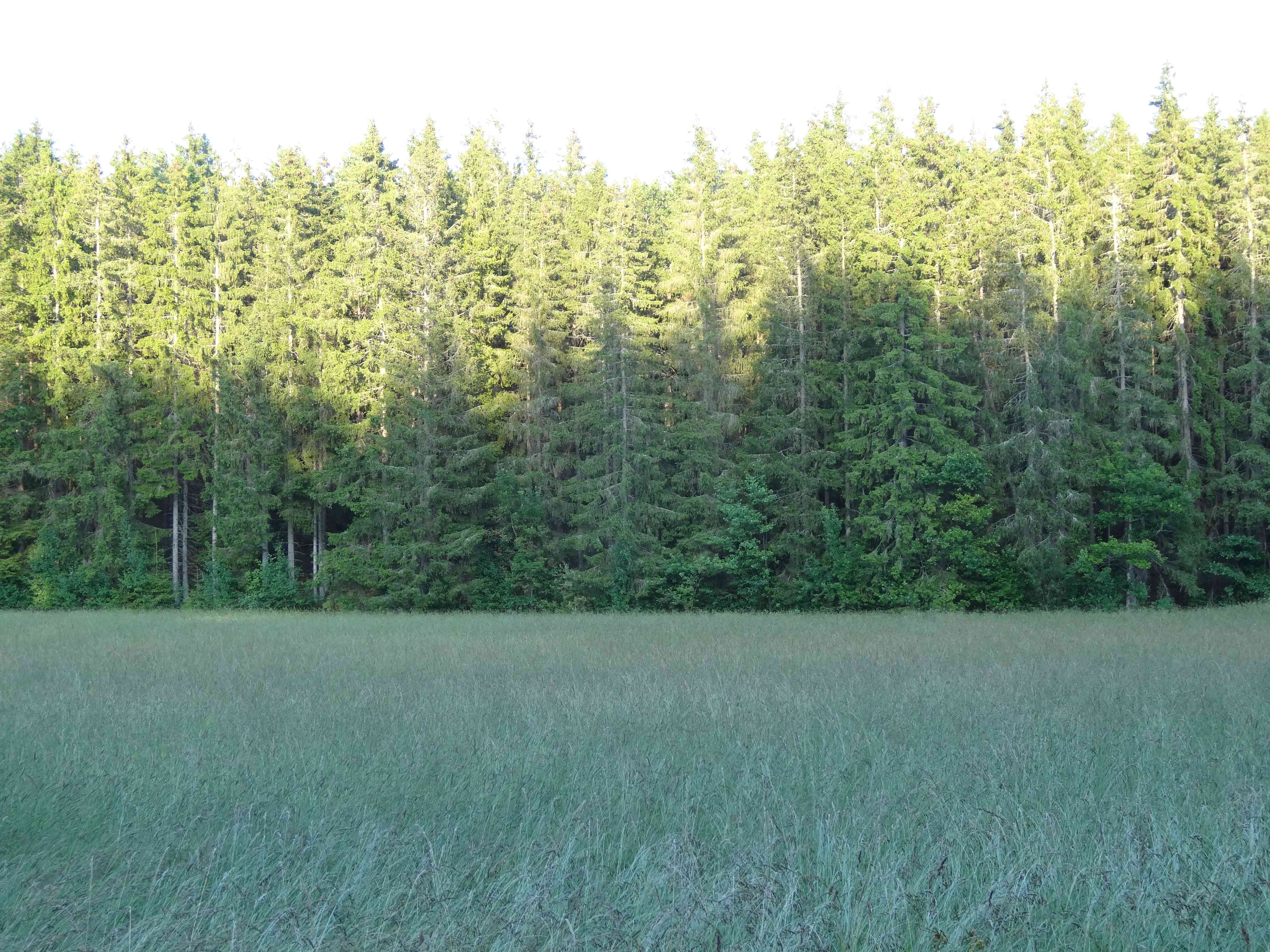 Bos aan veld (Zweden) Bos aan veld (Zweden)